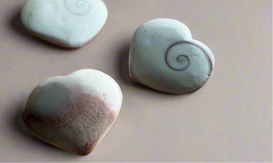 Shiva Eye Shell/ Mermaids Money